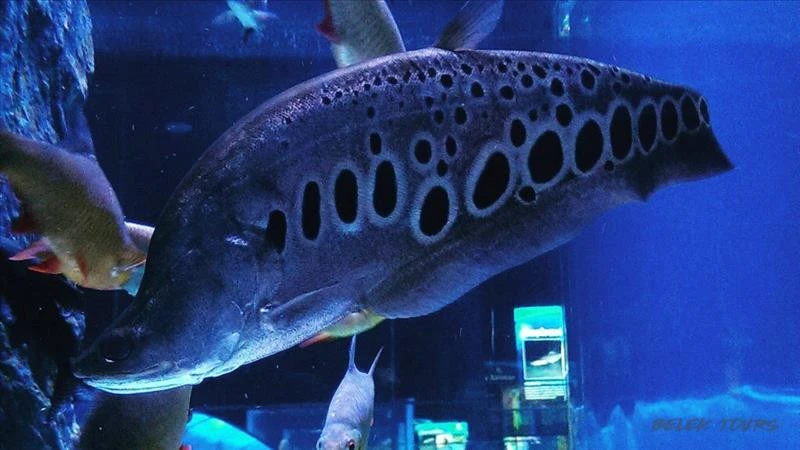 Antalya Aquarium from Belek
