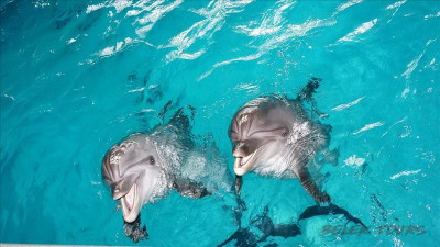 Популярные балийские дельфинарии