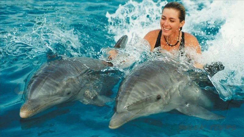 Swim with Dolphins in Belek