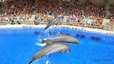 The show of dolphins in Antalya from Bogazkent