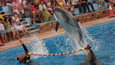 Dolphin show in Antalya from Belek