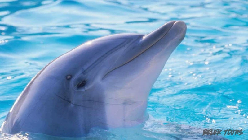 Dolphin show in Antalya from Belek